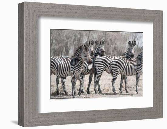 Curious Zebras-Scott Bennion-Framed Photo