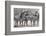 Curious Zebras-Scott Bennion-Framed Photo