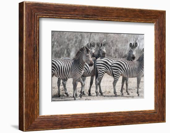 Curious Zebras-Scott Bennion-Framed Photo