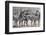 Curious Zebras-Scott Bennion-Framed Photo