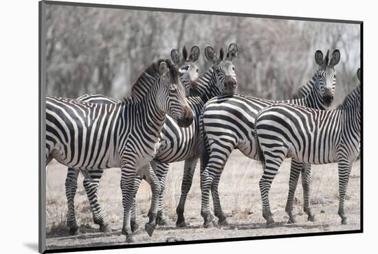 Curious Zebras-Scott Bennion-Mounted Photo