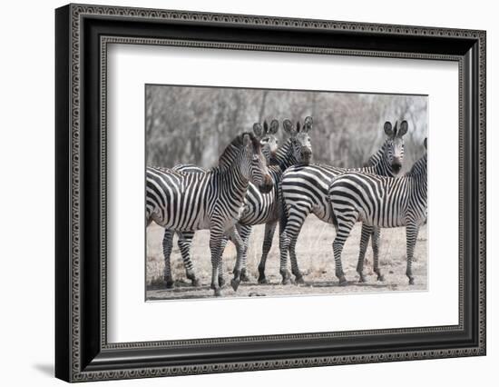 Curious Zebras-Scott Bennion-Framed Photo