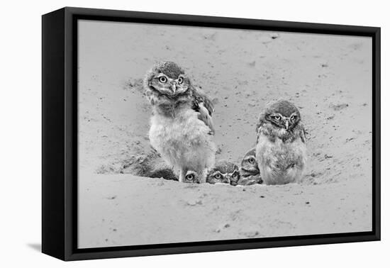 Curious-Jun Zuo-Framed Premier Image Canvas