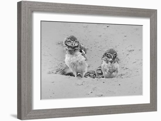 Curious-Jun Zuo-Framed Giclee Print