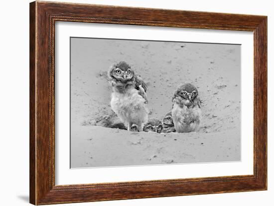 Curious-Jun Zuo-Framed Giclee Print