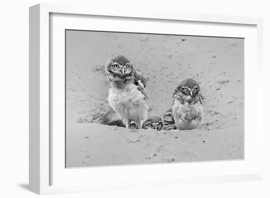 Curious-Jun Zuo-Framed Giclee Print