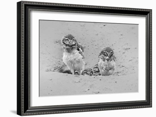 Curious-Jun Zuo-Framed Giclee Print