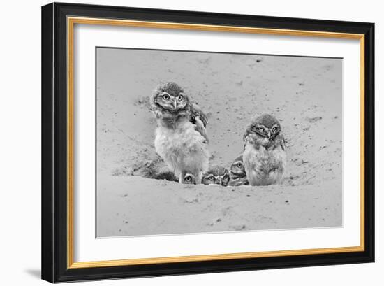 Curious-Jun Zuo-Framed Giclee Print