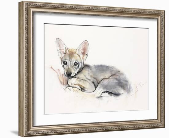 Curled Arabian Wolf Pup, 2009-Mark Adlington-Framed Giclee Print