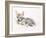 Curled Arabian Wolf Pup, 2009-Mark Adlington-Framed Giclee Print