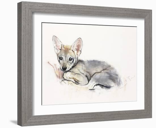 Curled Arabian Wolf Pup, 2009-Mark Adlington-Framed Giclee Print