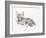 Curled Arabian Wolf Pup, 2009-Mark Adlington-Framed Giclee Print