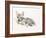 Curled Arabian Wolf Pup, 2009-Mark Adlington-Framed Giclee Print