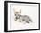 Curled Arabian Wolf Pup, 2009-Mark Adlington-Framed Giclee Print