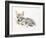 Curled Arabian Wolf Pup, 2009-Mark Adlington-Framed Giclee Print