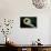 Curled Fern Tip-Matt Freedman-Photographic Print displayed on a wall