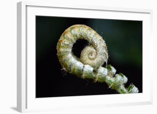 Curled Fern Tip-Matt Freedman-Framed Photographic Print