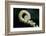 Curled Fern Tip-Matt Freedman-Framed Photographic Print