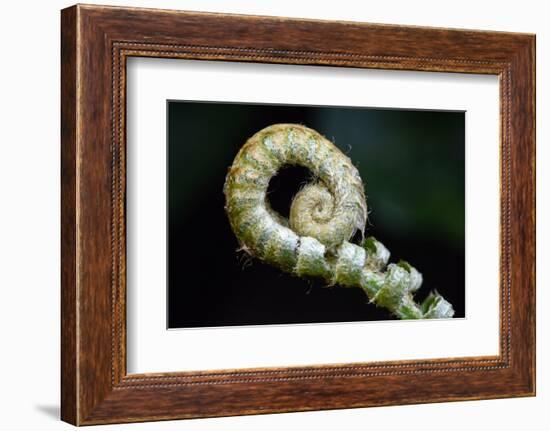 Curled Fern Tip-Matt Freedman-Framed Photographic Print
