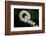 Curled Fern Tip-Matt Freedman-Framed Photographic Print