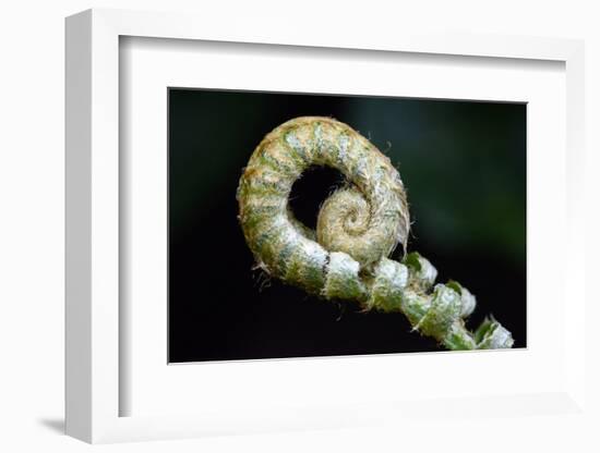 Curled Fern Tip-Matt Freedman-Framed Photographic Print