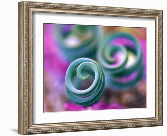 Curled Lily Leaves, Namaqualand, South Africa-Nancy Rotenberg-Framed Photographic Print