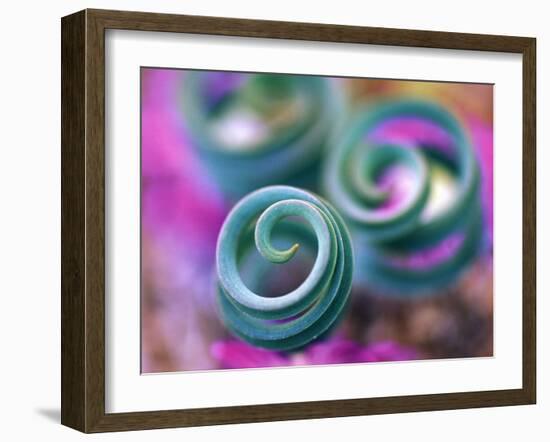 Curled Lily Leaves, Namaqualand, South Africa-Nancy Rotenberg-Framed Photographic Print