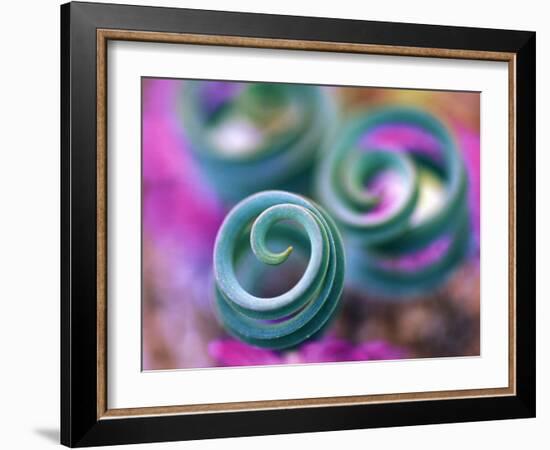 Curled Lily Leaves, Namaqualand, South Africa-Nancy Rotenberg-Framed Photographic Print