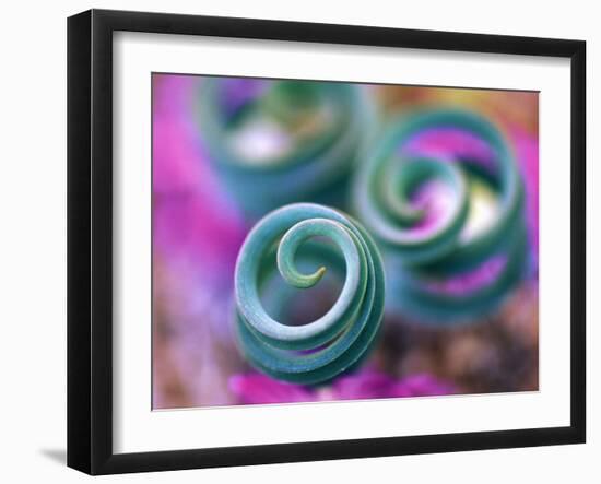 Curled Lily Leaves, Namaqualand, South Africa-Nancy Rotenberg-Framed Photographic Print