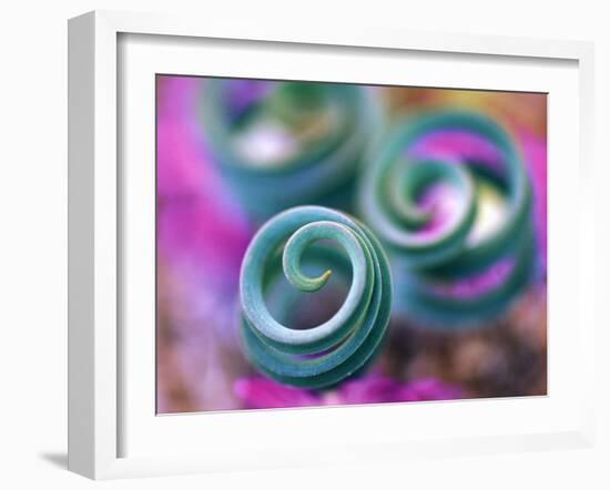 Curled Lily Leaves, Namaqualand, South Africa-Nancy Rotenberg-Framed Photographic Print