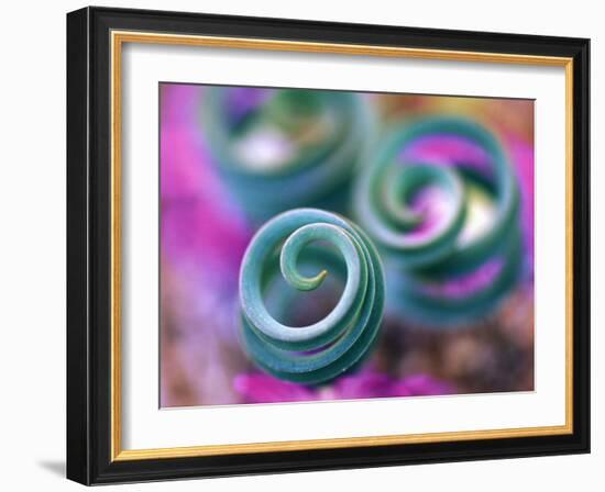 Curled Lily Leaves, Namaqualand, South Africa-Nancy Rotenberg-Framed Photographic Print