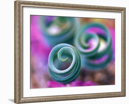 Curled Lily Leaves, Namaqualand, South Africa-Nancy Rotenberg-Framed Photographic Print