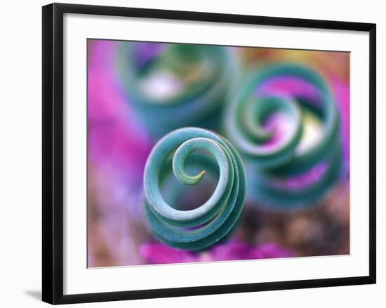 Curled Lily Leaves, Namaqualand, South Africa-Nancy Rotenberg-Framed Photographic Print