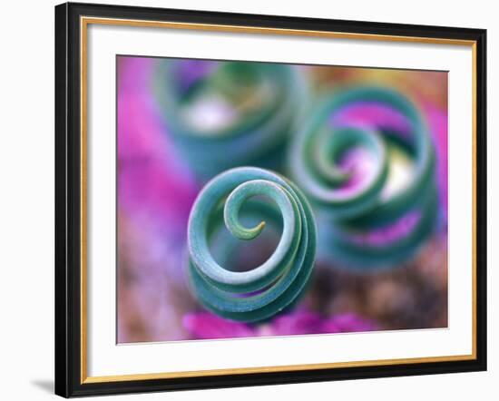 Curled Lily Leaves, Namaqualand, South Africa-Nancy Rotenberg-Framed Photographic Print