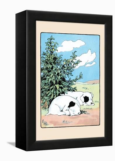 Curled Up Tight-Julia Dyar Hardy-Framed Stretched Canvas