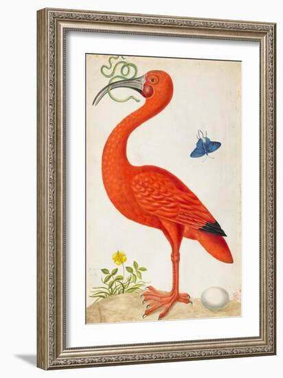 Curlew Catesby (or Scarlet Ibis)-Maria Sibylla Merian-Framed Premium Giclee Print