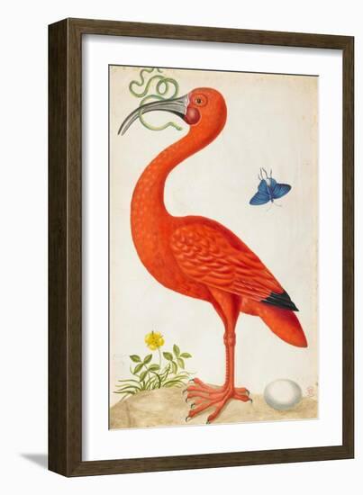 Curlew Catesby (or Scarlet Ibis)-Maria Sibylla Merian-Framed Premium Giclee Print