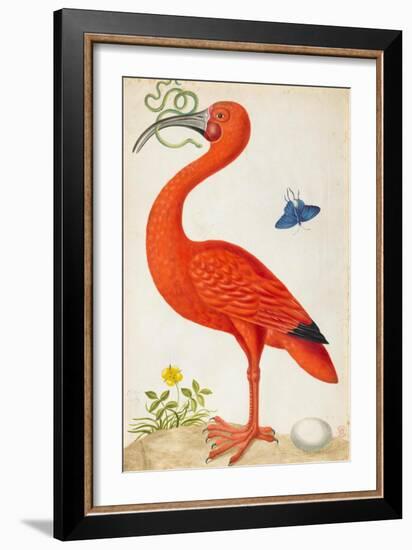 Curlew Catesby (or Scarlet Ibis)-Maria Sibylla Merian-Framed Premium Giclee Print