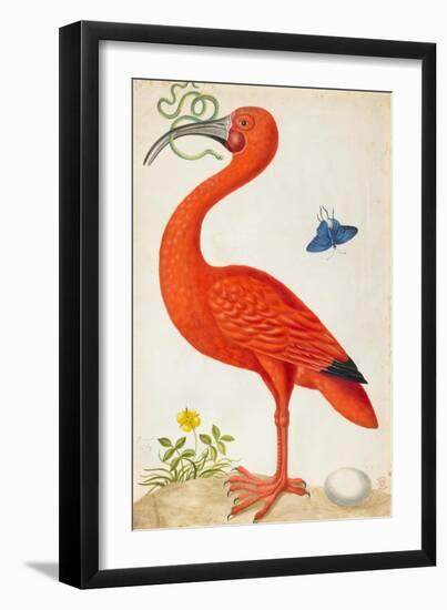 Curlew Catesby (or Scarlet Ibis)-Maria Sibylla Merian-Framed Premium Giclee Print