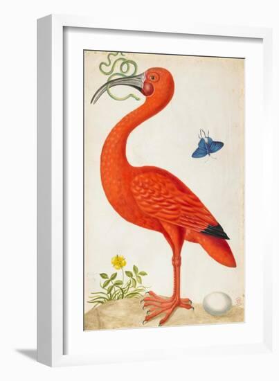 Curlew Catesby (or Scarlet Ibis)-Maria Sibylla Merian-Framed Premium Giclee Print