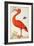 Curlew Catesby (or Scarlet Ibis)-Maria Sibylla Merian-Framed Premium Giclee Print