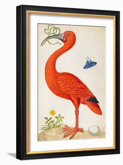 Curlew Catesby (or Scarlet Ibis)-Maria Sibylla Merian-Framed Premium Giclee Print