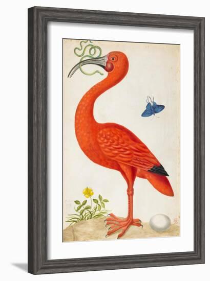 Curlew Catesby (or Scarlet Ibis)-Maria Sibylla Merian-Framed Art Print