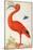 Curlew Catesby (or Scarlet Ibis)-Maria Sibylla Merian-Mounted Art Print