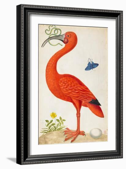 Curlew Catesby (or Scarlet Ibis)-Maria Sibylla Merian-Framed Art Print