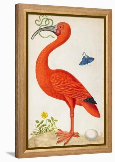 Curlew Catesby (or Scarlet Ibis)-Maria Sibylla Merian-Framed Stretched Canvas