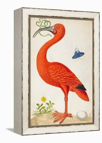 Curlew Catesby (or Scarlet Ibis)-Maria Sibylla Merian-Framed Stretched Canvas