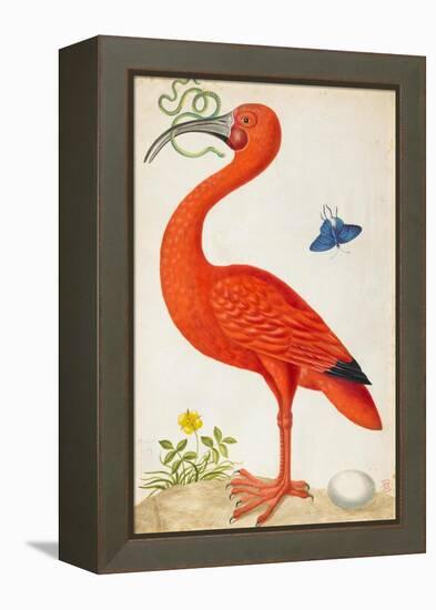 Curlew Catesby (or Scarlet Ibis)-Maria Sibylla Merian-Framed Stretched Canvas