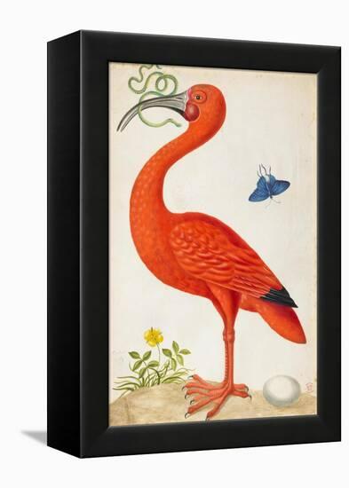 Curlew Catesby (or Scarlet Ibis)-Maria Sibylla Merian-Framed Stretched Canvas