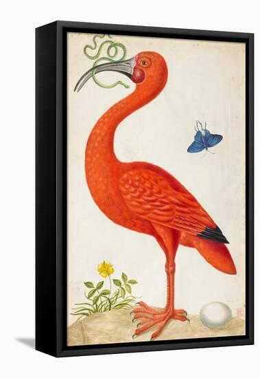 Curlew Catesby (or Scarlet Ibis)-Maria Sibylla Merian-Framed Stretched Canvas